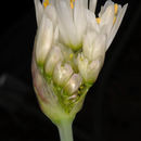 Image of Allium negevense Kollmann
