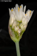 Image of Allium negevense Kollmann