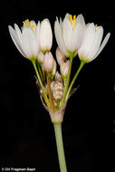 Image of Allium negevense Kollmann