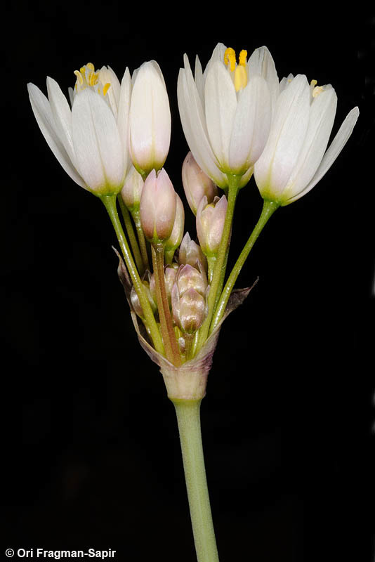 Image of Allium negevense Kollmann