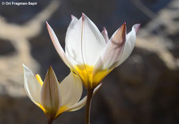 Image of Tulipa biflora Pall.