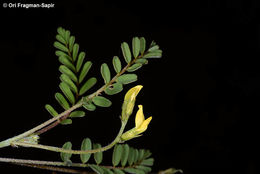 Imagem de Astragalus trimestris L.