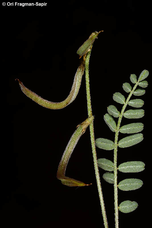 Imagem de Astragalus trimestris L.