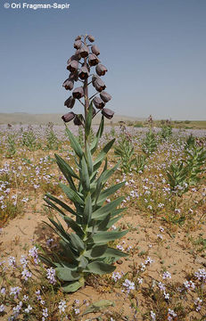 Plancia ëd Fritillaria persica L.