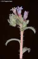 Image of Moltkiopsis ciliata (Forsk.) I. M. Johnst.