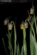 Слика од Fritillaria uva-vulpis Rix