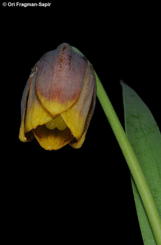 Слика од Fritillaria uva-vulpis Rix