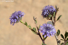 Image of Globularia arabica Jaub. & Sp.