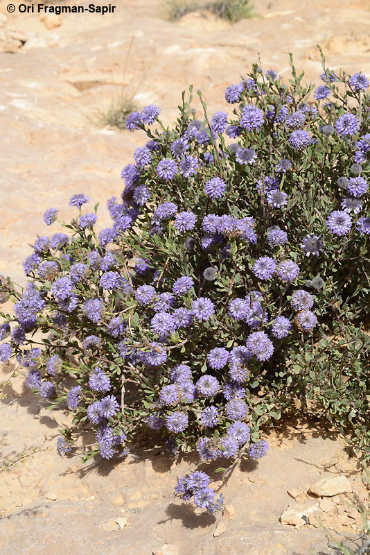 Image of Globularia arabica Jaub. & Sp.