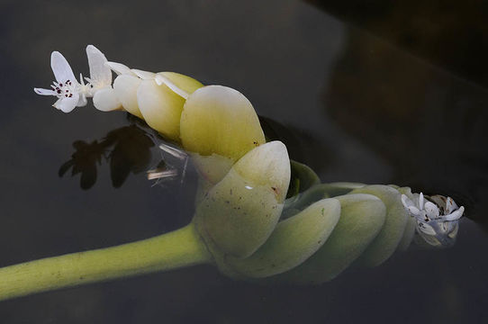 Image of Cape pondweed