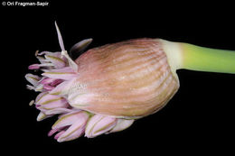 Image of Allium dumetorum Feinbrun & Szel.