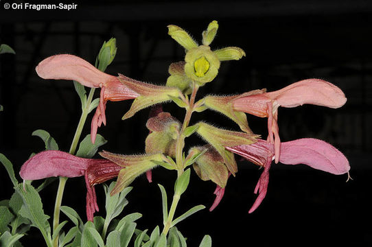 Image of Salvia lanceolata Lam.