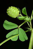 Image of Medicago murex Willd.