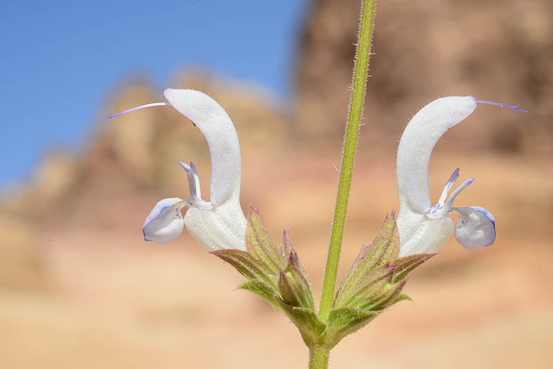 Image of Salvia palaestina Benth.