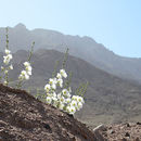 Image of Desert Hollyhock