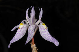 Image of Moraea simulans Baker