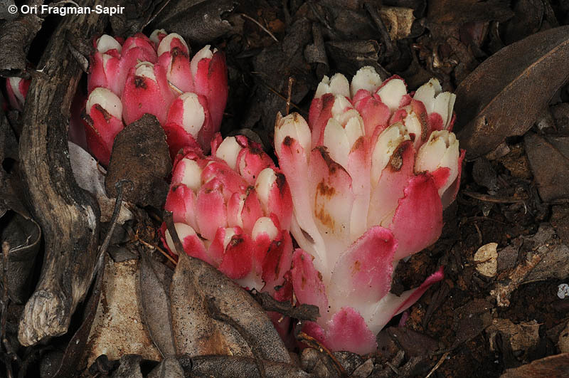 Image of Rockrose parasite