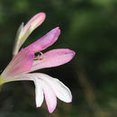 Image of Gladiolus triphyllus (Sm.) Ker Gawl.