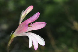 Imagem de Gladiolus triphyllus (Sm.) Ker Gawl.