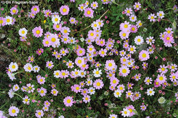 Image of Anthemis rosea Sm.