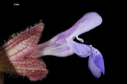 Imagem de Salvia multicaulis Vahl