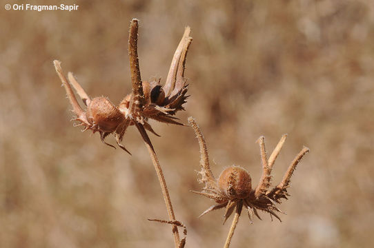 Image of Calendula palaestina Boiss.