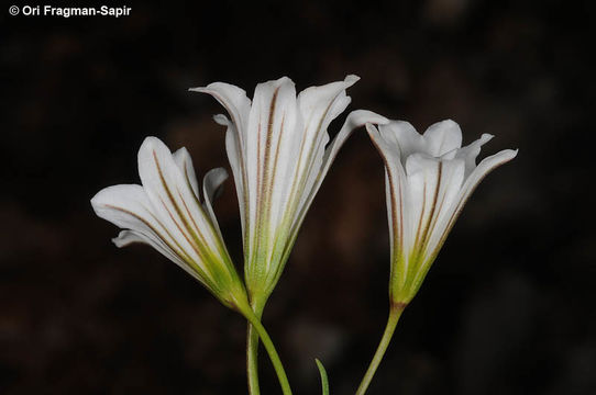 Image of Gagea graeca (L.) Irmisch