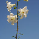 Image of Madonna lily