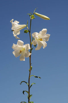 Image of Madonna lily