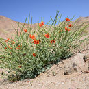 Image of Glaucium arabicum Fresen.