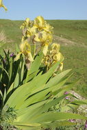 Image of Iris imbricata Lindl.