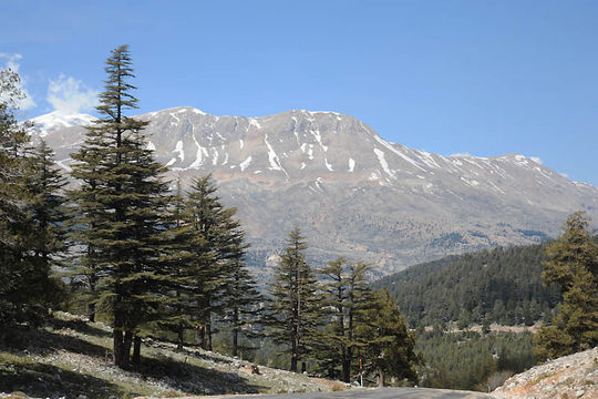 Image of Cedar of Lebanon