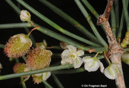 Calligonum polygonoides L.的圖片