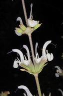 Image of Salvia palaestina Benth.