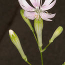 Image of Silene tomentosa Otth