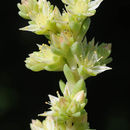 Image of Sedum laconicum Boiss.