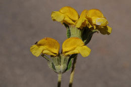 Image of Phlomis lanata Willd.