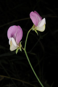 Image of Lathyrus cassius Boiss.