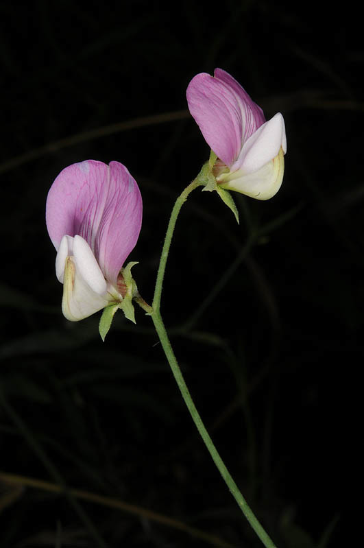 صورة Lathyrus cassius Boiss.