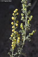 Image of Judean wormwood