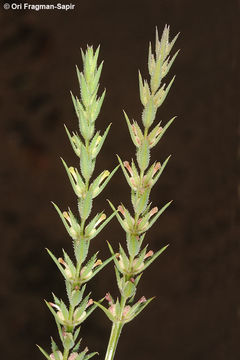 Image of Crucianella ciliata Lam.