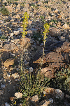 Image of yellow asphodel