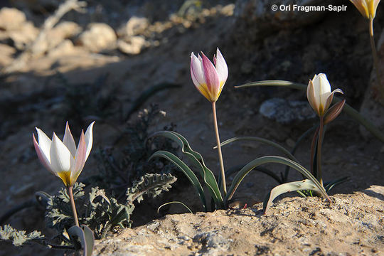 Image of Tulipa biflora Pall.