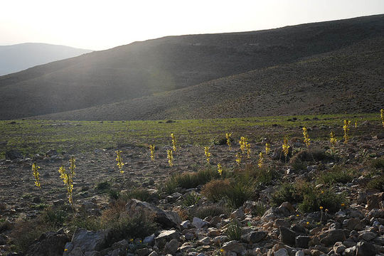 Image of yellow asphodel