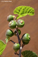 Image of Punjab fig
