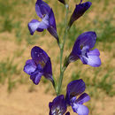Image of Gladiolus atroviolaceus Boiss.