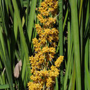 Image of Lomandra longifolia Labill.