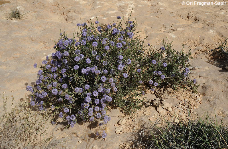 Image of Globularia arabica Jaub. & Sp.