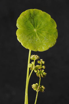 Image of Marsh Pennywort