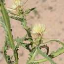 Plancia ëd Centaurea sinaica DC.